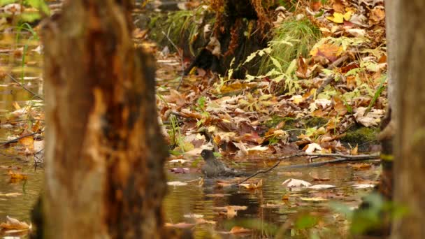 秋の森の中の湿地でアメリカのロビン浴 秋の紅葉の苔むした池アメリカのロビンは — ストック動画