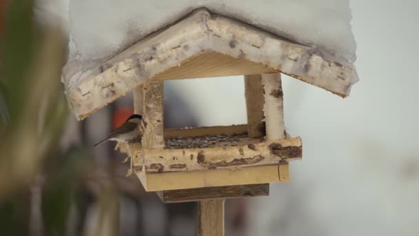 Primer Plano Video Aves Una Casa Aves Volando Comiendo Buscando — Vídeos de Stock