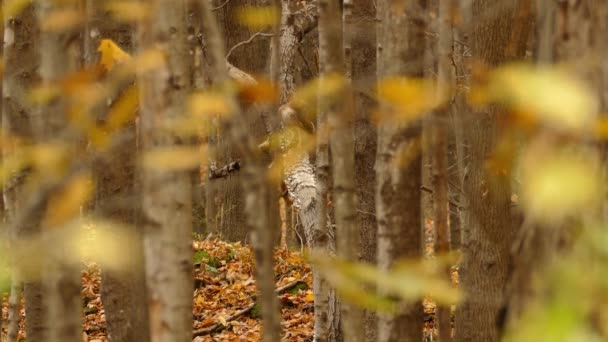 Vista Através Folhas Outono Douradas Pássaro Selvagem Empoleirado Ramo Árvore — Vídeo de Stock