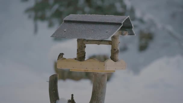 Malý Ptáček Bojuje Létání Hledání Jíst Jídlo Ptačí Budce Zimě — Stock video