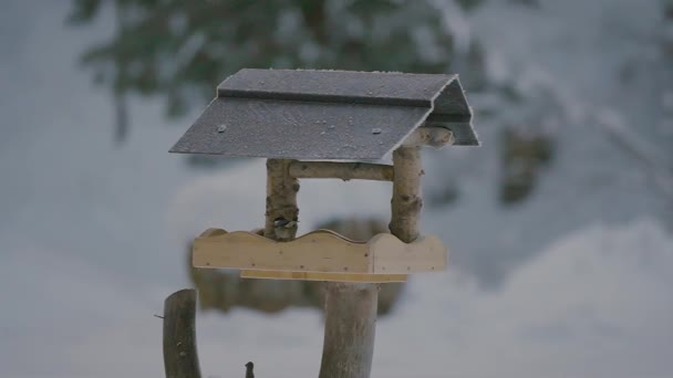 Kleine Vogels Vechten Vliegen Zoeken Eten Voedsel Een Vogelhuisje Winter — Stockvideo