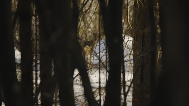 Closeup Wild Deer Nature Captured True Trees Forest Winter Time — Stock Video