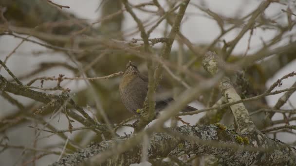 Primo Piano Uccello Bruno Seduto Ramo Albero Inverno Catturato Rallentatore — Video Stock