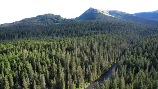 Alaska Çam Ağacı Issız Araziyi Nehir Uzak Dağlarla Kapladı — Stok video