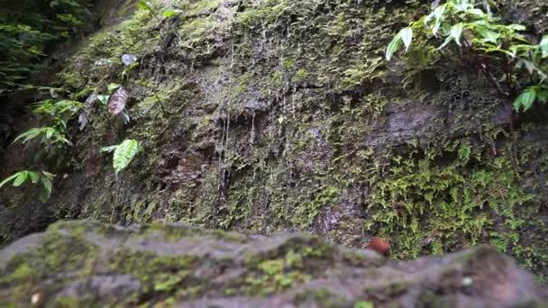 Primer Plano Cámara Lenta Agua Cayendo Por Las Rocas Bosque — Vídeo de stock