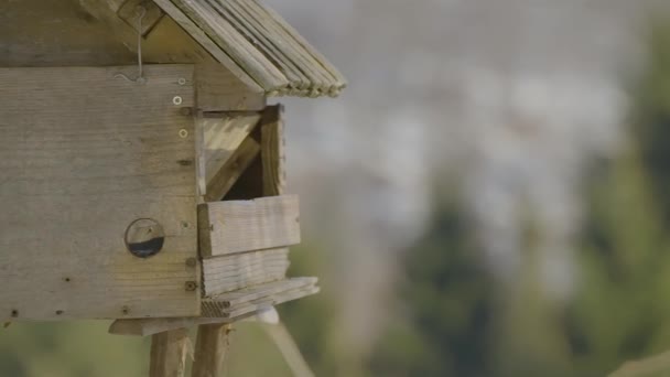 Närbild Fågelholk Med Färgglada Fåglar Flyger Och Söker Och Äter — Stockvideo