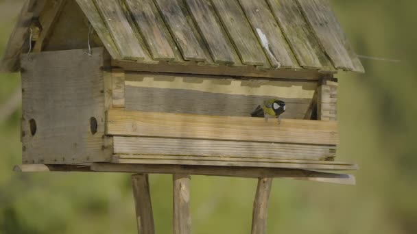 Närbild Fågelholk Med Färgglada Fåglar Flyger Och Söker Och Äter — Stockvideo