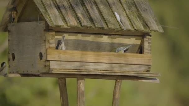 Primer Plano Una Pajarera Con Aves Colores Que Vuelan Dentro — Vídeos de Stock