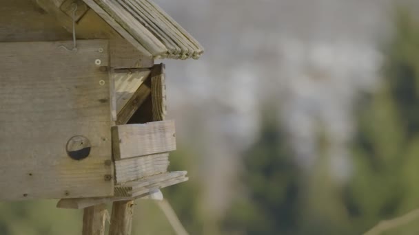 Close Van Een Vogelhuis Met Kleurrijke Vogels Vliegen Uit Zoek — Stockvideo