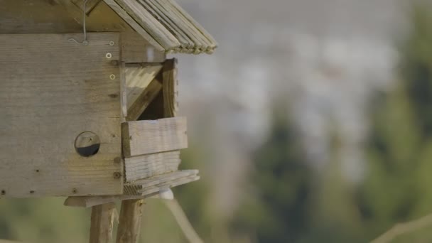 Närbild Fågelholk Med Färgglada Fåglar Flyger Och Söker Och Äter — Stockvideo