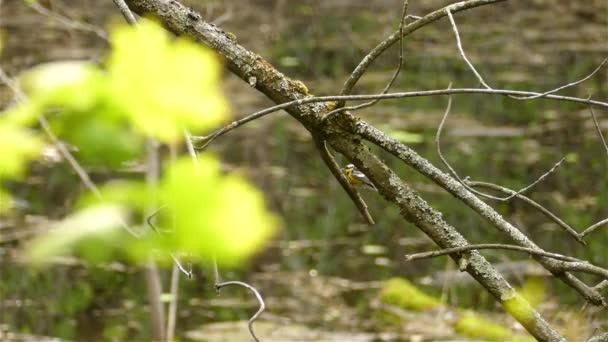 Blick Auf Einen Gelben Haferflockenvogel Der Auf Dem Herbstlichen Zweig — Stockvideo