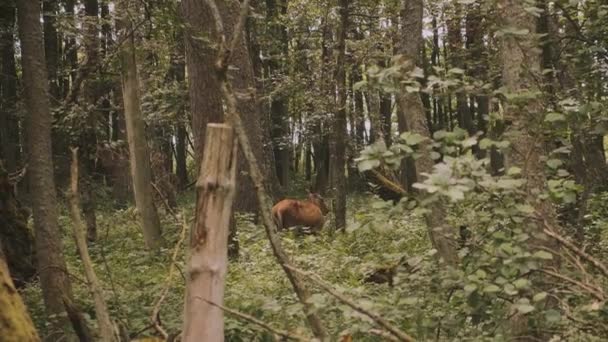 Олень Лесу Ест Листья — стоковое видео
