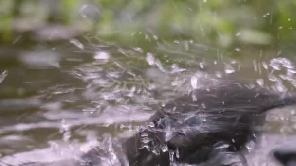 Blackbird Ptak Kąpielisko Woda Splashing Slow Motion Deszcz Pogoda Natura — Wideo stockowe