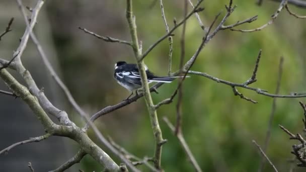 Pied Wagtail Bird Soplado Por Clima Del Árbol Encaramado — Vídeos de Stock