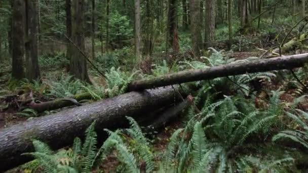 Uma Árvore Caída Está Apodrecendo Meio Floresta — Vídeo de Stock