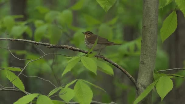 Trä Trast Fågel Uppflugen Trädgren Omgiven Gröna Löv Skog — Stockvideo