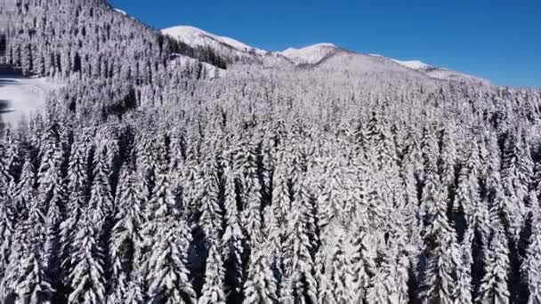 Drone Disparo Enorme Bosque Cubierto Nieve Cuento Hadas Invierno Con — Vídeo de stock