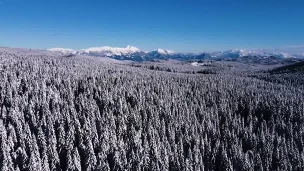 巨大な雪の森のドローンショット 青い空と冬のおとぎ話 撃たれて飛ぶ — ストック動画