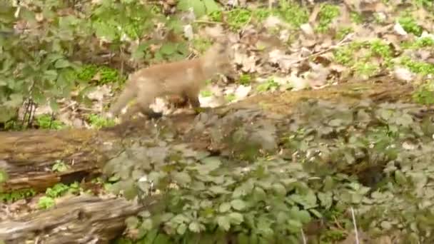 赤いキツネはロイヤル植物園で森の中で遊んでいます — ストック動画