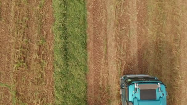 Wheat Silage Picking Process Post Harvest Truck Trailer Aerial View — Stock Video