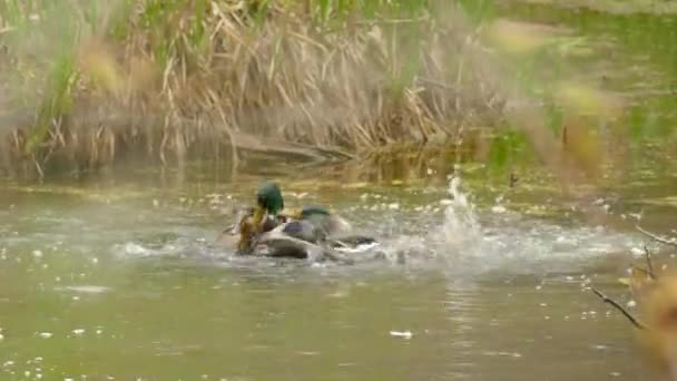 Man Anka Försvarar Honanka Från Annan Hane Anka Royal Botanical — Stockvideo