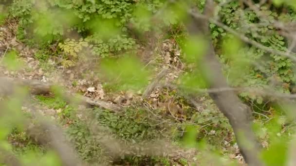 幼狐幼崽在生机勃勃的绿林地区玩耍 手持灌木射击 — 图库视频影像