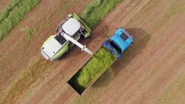 Wheat Silage Picking Process Post Harvest Truck Trailer Aerial View — 비디오