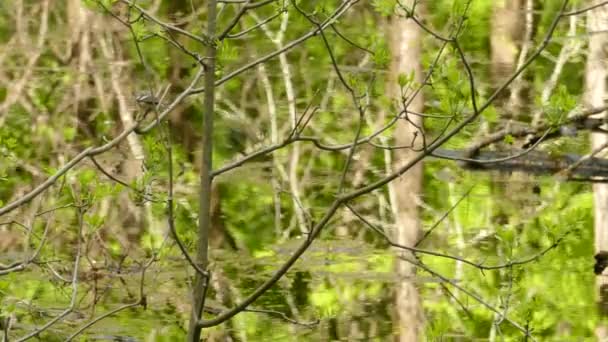 Bay Breasted Warbler Perched Branch Над Гладким Відбиваючим Озером Перш — стокове відео