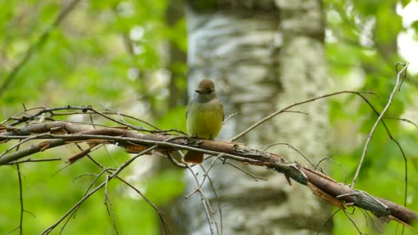 Ptačí Velký Chocholatý Mucholapka Zpívající Létající Své Větve Zeleném Hnědém — Stock video