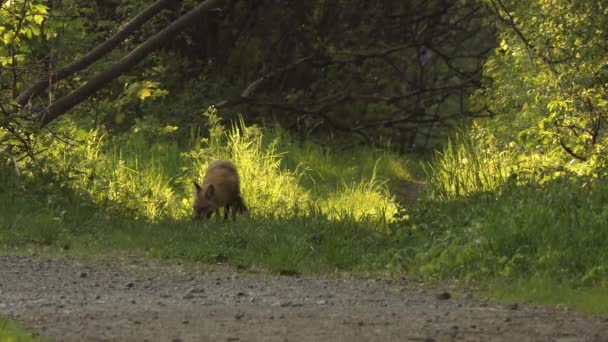 トロントカナダに本能的に隠れて それを食べるために太陽の下で草原の緑の森の中で獲物リス 肉食哺乳類の散歩を保持するキツネ狩り — ストック動画