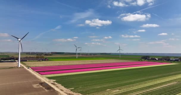 フレヴォラント州のピンクチューリップと風力タービンの列オランダ 空中風景 — ストック動画