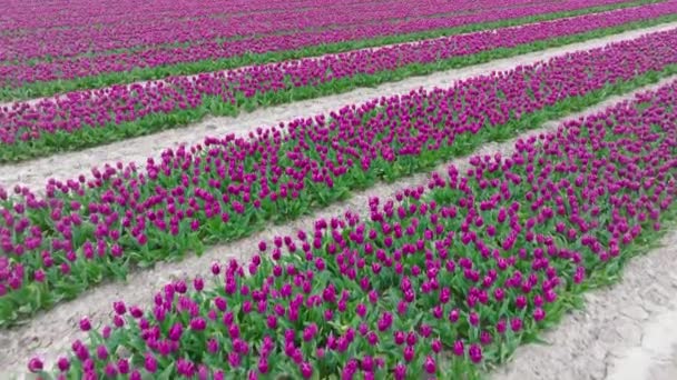 Rows Purple Tulips Full Bloom Aerial View — Αρχείο Βίντεο