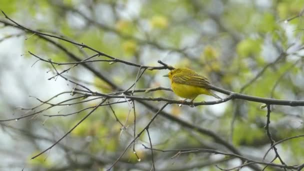 Вид Жовтий Боєць Маленький Жовтий Птах Стрибає Гілці Дощовий День — стокове відео