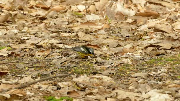 Magnolia Warbler Migrujący Ptak Żywiący Się Ziemi Słoneczny Dzień Opadniętymi — Wideo stockowe