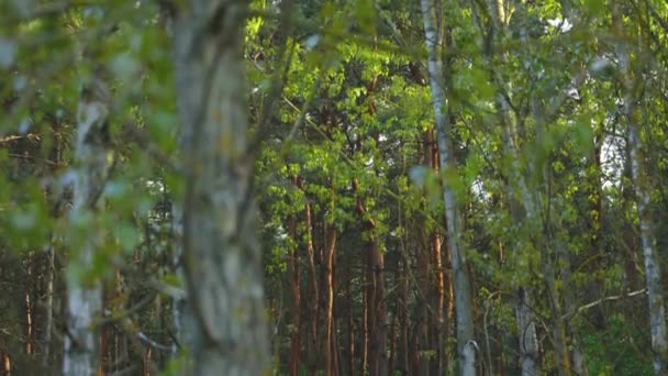 Δάσος Πριν Ηλιοβασίλεμα Κάμερα Κινείται Προς Κάτω — Αρχείο Βίντεο
