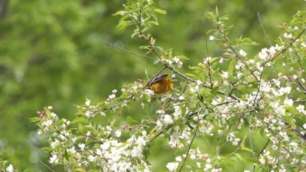 Baltimore Oriole Bird Perching Beautiful Blossom Tree Takes Flight Branch — 图库视频影像