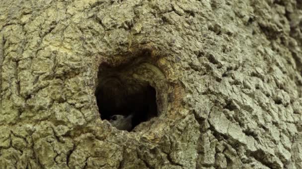 Gri Bir Kuşun Ağaç Deliğinden Çıkarken Yakın Plan Görüntüsü — Stok video