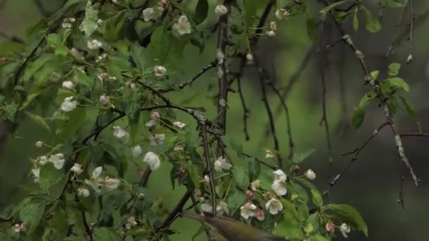 Philadelphia Vireo Blossoming Apple Branch Jour Couvert — Video