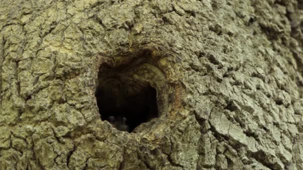 White Borsted Nuthatch Loopt Uit Tree Cavity Nest Mannelijke Vogel — Stockvideo
