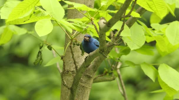 靛青带鸟正在吃刚刚捕获的昆虫 正在观鸟野生动物 — 图库视频影像