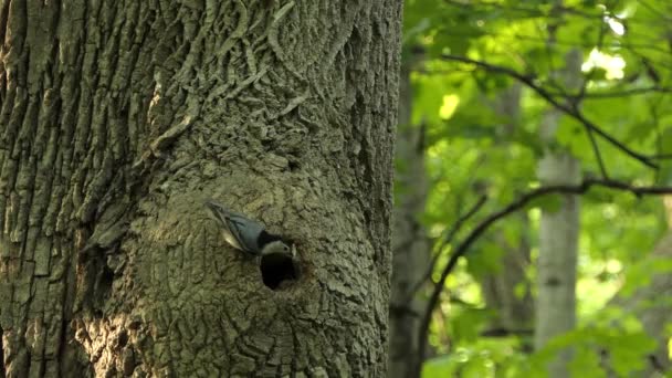 Vitbröstad Nötväcka Fågel Trädstam Går Trädet Ihålig Statisk — Stockvideo