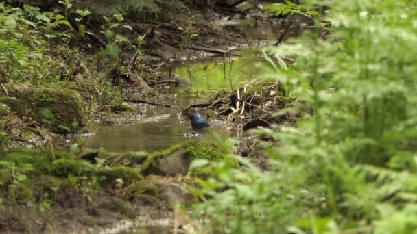 Індиго Птаха Який Занурюється Воду Спекотний День Колінах Природи — стокове відео