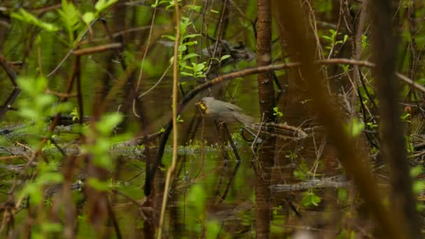 在沼泽地里的加拿大莺 野生鸟类在它们的自然栖息地 大自然中小鸟的片段 — 图库视频影像