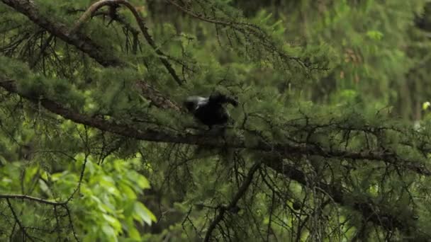 Pájaro Cuervo Común Árbol Pájaro Negro Voló Desde Rama Del — Vídeo de stock