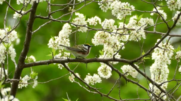Chestnut Sided Warbler Bird Perched Branch White Flowered Tree Wild — Stock Video