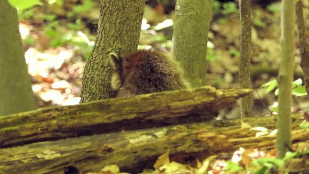 Lucu Racoon Hutan Brown Rakun Menggaruk Bulunya Hewan Dalam Konsep — Stok Video