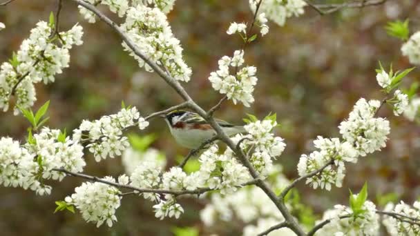 Wild Chestnut Sided Warbler Setophaga Pensylvanica Hopping Branch Beautiful Blooming — Vídeos de Stock