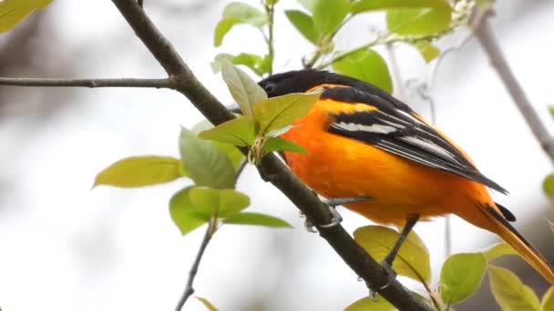 Oriole Baltimore Orange Jaune Assis Sur Une Branche Arbre Icterus — Video