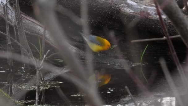 Een Prothonotary Warbler Drinkwater Voedend Bij Een Waterbron Tussen Takken — Stockvideo