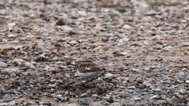 Turnstone Wading Bird Stoney Beach Copy Space Feeding Slow Motion — Stock Video